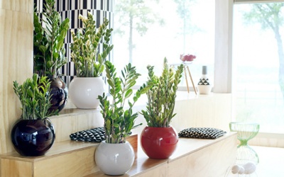 Đừng hại con vì bố mẹ ham trưng cây kim tiền trong nhà