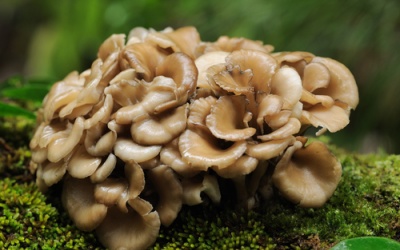 Nấm khiêu vũ - món lạ hỗ trợ trị bệnh khó