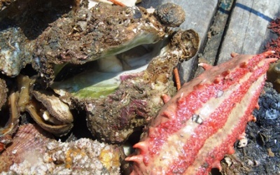 Vụ cá biển chết ở miền Trung: “Mất 60 - 70 năm chưa chắc đã phục hồi”