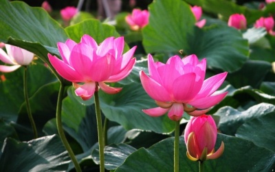 Tác dụng kỳ diệu của cây sen