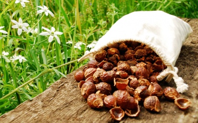 Quả bồ hòn - Nước giặt an toàn đến từ thiên nhiên