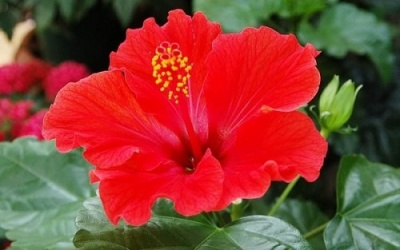 Làm son môi bằng hoa dâm bụt