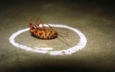 9 cách diệt gián tự nhiên, hiệu quả ai cũng nên biết