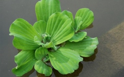 Làm đẹp, chữa bệnh bằng thực phẩm cho heo