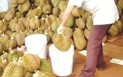 Chất lỏng hô biến trái xanh thành trái chín có độc không?