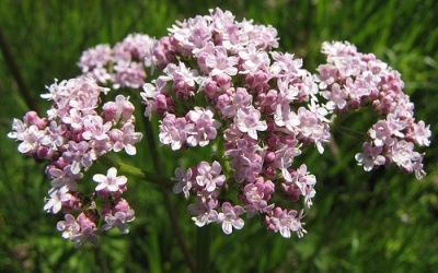 An thần và ngủ ngon hơn với tinh dầu nữ lang