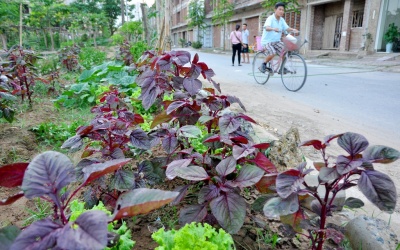 Người Hà Nội tranh thủ vỉa hè trồng rau 