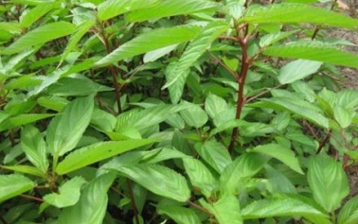 Lợi ích sức khoẻ từ rau đay