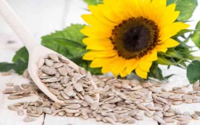 Lợi ích sức khỏe không ngờ của hạt hướng dương