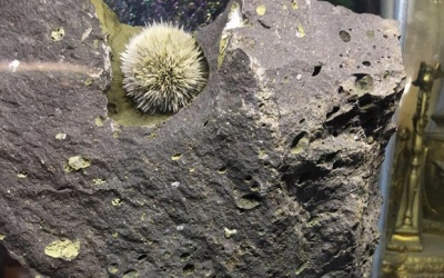 Ngô Thanh Vân đấu giá hoa ưu đàm giúp trẻ em nghèo mổ tim