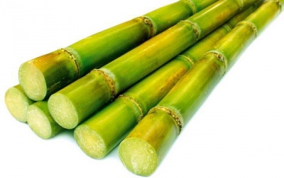 Công dụng chữa bệnh từ cây mía