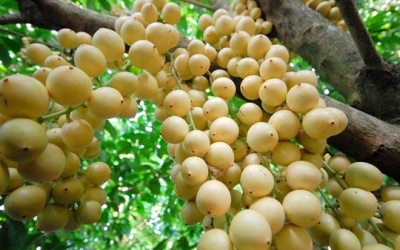 Lợi ích sức khoẻ của quả bòn bon