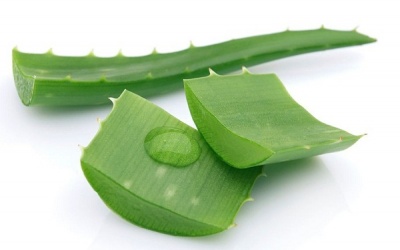 Sai lầm khi sử dụng lô hội làm đẹp không đúng cách