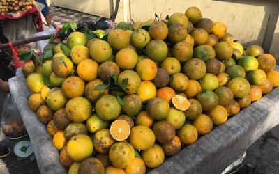 Cam Cao Phong xuất xứ Tàu: Dân Hà Thành dính quả độc