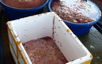 Phát hiện cơ sở chế biến 1,5 tấn lòng lợn thối