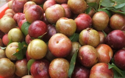 3 món 'diệt sâu bọ' từ quả mận cho ngày Tết Đoan Ngọ