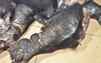 Dùng xe máy chở gần 60 kg chân, tay nghi của gấu