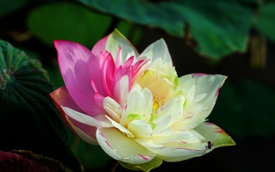 9 loại sen quý giúp chủ nhân thu hàng trăm triệu mỗi năm