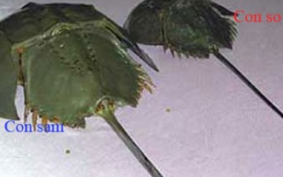 Nhận biết con sam và so biển gây ngộ độc thực phẩm