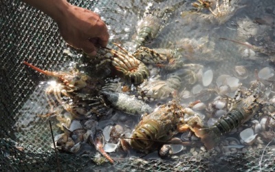 Tôm hùm nuôi chết hàng loạt nghi do thủy triều đỏ