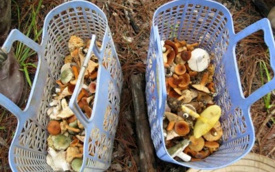 Người Hà Nội tranh mua 'thần dược' giải nhiệt giá 800.000 đồng/kg