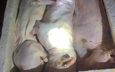 Xe khách vận chuyển gần 500kg động vật không giấy tờ hợp lệ