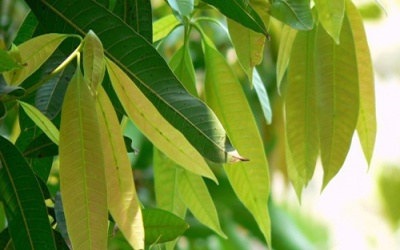 Dùng lá xoài non có trị khỏi bệnh đái tháo đường?