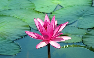 Phòng “gãy súng” nhờ hoa súng