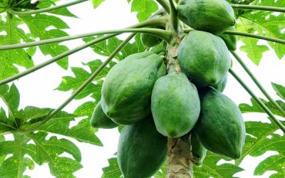 Giảm đau do gout nhờ đu đủ và trà xanh