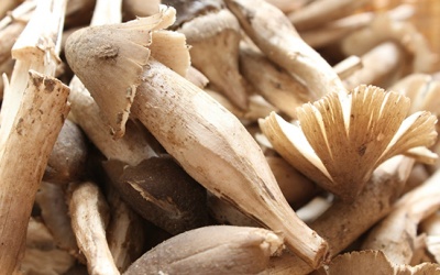 Nấm mối bổ thế nào mà các bà vợ săn lùng phục vụ chồng mùa Euro?