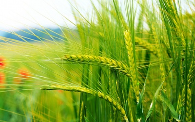 Đã ăn chay trường thì đừng quên hạt và ngũ cốc