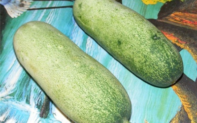 'Dưa chuột mèo' to như phích: Dân Hà thành tò mò ăn thử