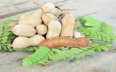 Lợi ích không ngờ của quả me đối với sức khỏe