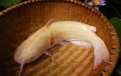 Bất lực với chuyện chăn gối? Phải ăn ngay loại cá này