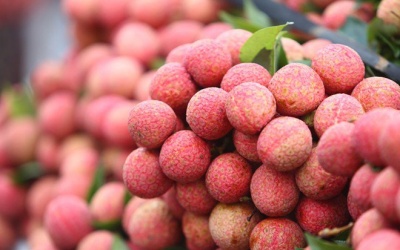 Thực hư chuyện vải thiều bị “ngâm thuốc”?