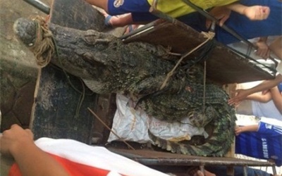 Bắt được cá sấu hơn 70kg ở hồ câu nổi tiếng Hà Nội