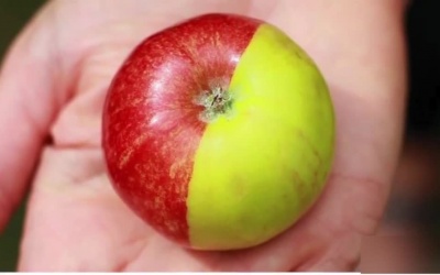 Bệnh nhân đái tháo đường nên ăn táo xanh hay táo đỏ?