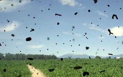 Ruồi bay trước mắt do vẩn đục dịch kính chữa thế nào?