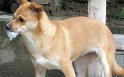 Phú Thọ: Bệnh dại đang diễn biến phức tạp và có nguy cơ bùng phát