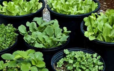 7 loại thảo mộc bạn không nên mua mà tự trồng ngay tại nhà