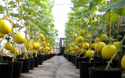 40 m2 sân thượng thu 3 tạ dưa vàng: 'Vô địch Bắc bộ'