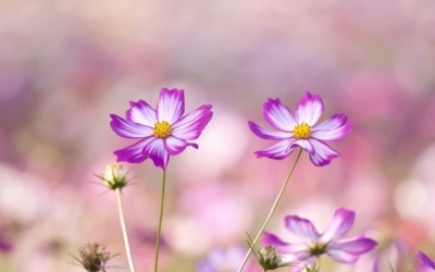 Tử vi 12 cung hoàng đạo thứ hai (4/7/2016)