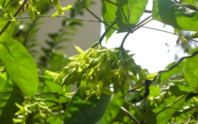 Ngọt lừ canh hoa thiên lý nấu tôm 