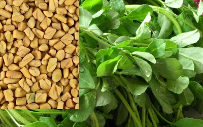 Cỏ cà ri: Phương thuốc tự nhiên cho người đái tháo đường