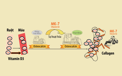 MK7: Vitamin K2 cho sức khỏe và tuổi thọ