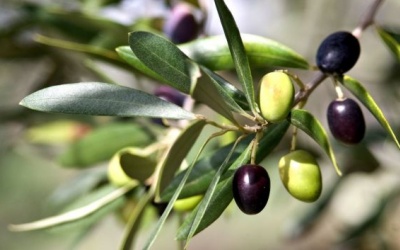 Lá cây olive bảo vệ cơ thể như thế nào?