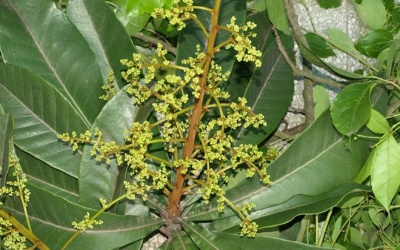 Đun nước cây rừng uống, một người chết, 4 người cấp cứu