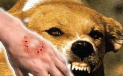 Cách sơ cứu và điều trị khi trẻ bị chó cắn