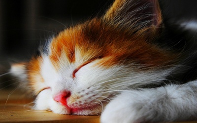 Ngủ 2 tiếng 1 ngày như mèo mà vẫn khoẻ?