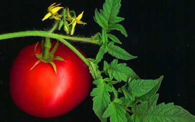 Mầm khoai tây chưa độc bằng lá và hạt của rau củ quen thuộc